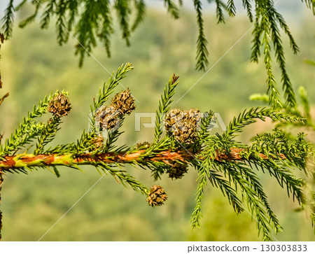 Japanese Cedar Branch with Brown Cones Japanese Cedar Branch with Brown Cones 130303833