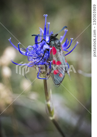 Six-spot burnet moth resting on Rampion flower Six-spot burnet moth resting on Rampion flower 130303989
