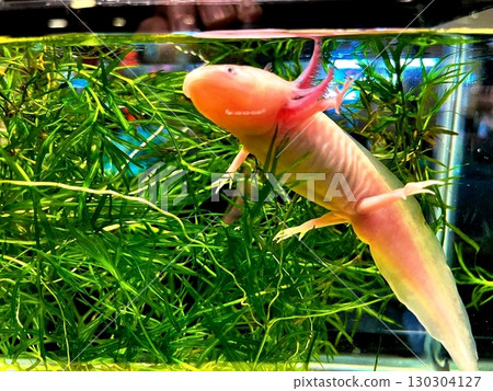 Axolotl salamander in a terrarium 130304127