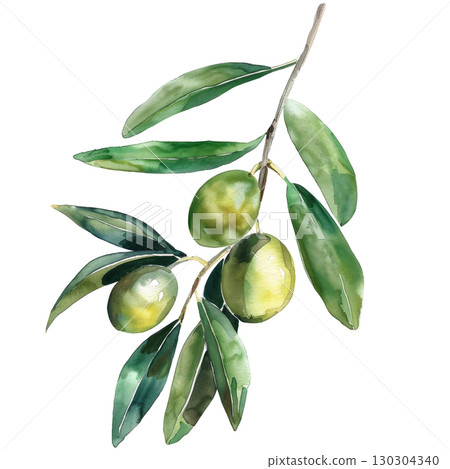 Hand-painted watercolor olive sprig with silver-green leaves, isolated on white background. Perfect for culinary branding or wellness product packaging 130304340