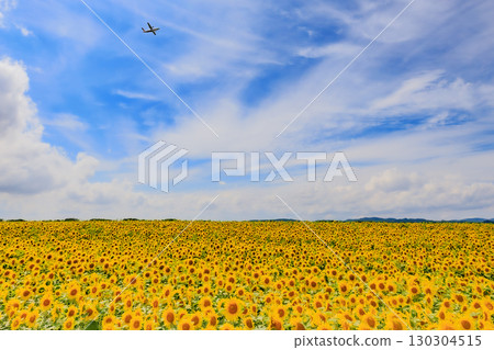 一架飛機在廣闊的向日葵田和藍天的映襯下飛行 130304515