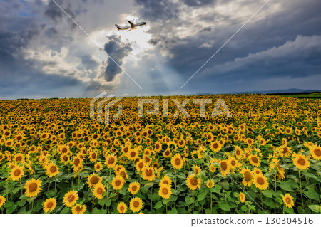 A passenger plane bathed in a shower of light and a sunflower field (Memanbetsu Airport) 130304516