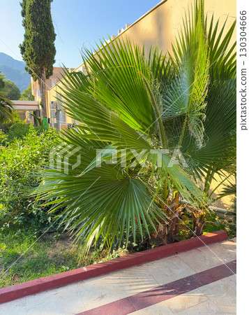 Green palm tree growing near a building wall in sunlight. Tropical vegetation, urban nature and exotic outdoor landscape. Green palm tree growing near a building wall in sunlight. Tropical vegetation, urban nature and exotic outdoor landscape. 130304666