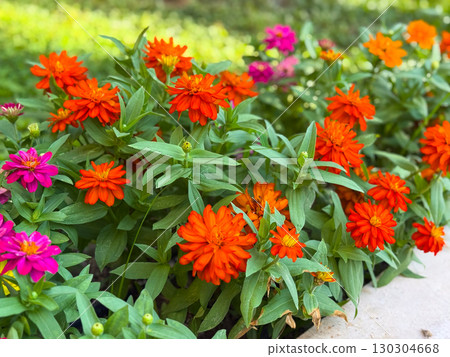 Orange zinnia flowers in full bloom with green foliage. Garden beauty, ornamental plants, and seasonal summer blossoms. Orange zinnia flowers in full bloom with green foliage. Garden beauty, ornamental plants, and seasonal summer blossoms. 130304668