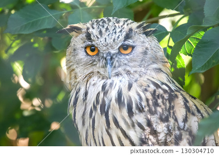 Majestic owl perched among lush green foliage during daylight hours 130304710
