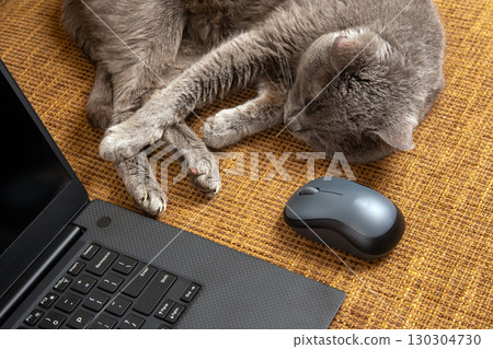 Cat lounging beside a laptop and mouse on a cozy textured surface in a home setting 130304730