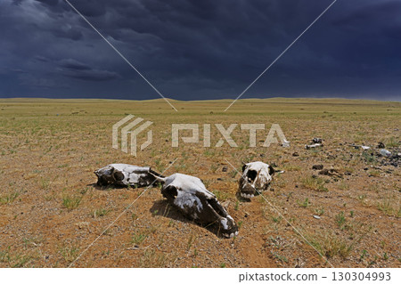 Skulls in steppe and storm mammatus clouds 130304993