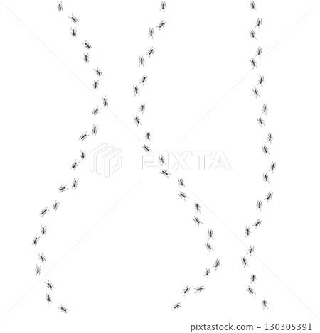 Ant trail. Walking group of black insects. Line of worker ants marching in search of food. Curve footpath of home pest isolated on transparent background. Vector 130305391