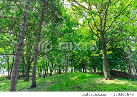 A park with beautiful greenery 130305670