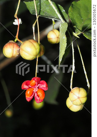 Fruit of a tulipana Fruit of a tulipana 130305672