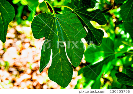 Green leaves hanging from a fig tree, fig tree on the path in Retama Park in Alcala de Guadaira 130305796