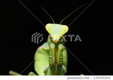 Larva of Hierodula patellifera 130305850
