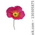 Bright pink poppy flower with stem, decorative garden plant, isolated object cut out with clipping path, soft selective focus 130305875