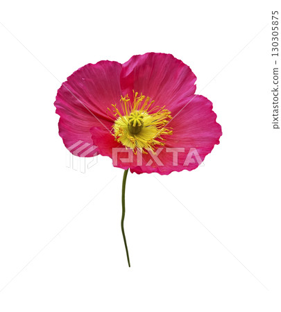 Bright pink poppy flower with stem, decorative garden plant, isolated object cut out with clipping path, soft selective focus 130305875