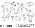 Forest edible mushrooms set yellow boletus, honey fungus vector illustration, seasonal autumn doodle outline drawing healthy vegetarian diet ingredient for menu design, hand drawn image 130305877