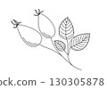 Rosehip berries with leaves simple hand drawn doodle outline image, herbal medicine organic concept, healthy life, autumn forest wild plant branch sketch, natural element for rustic decor 130305878