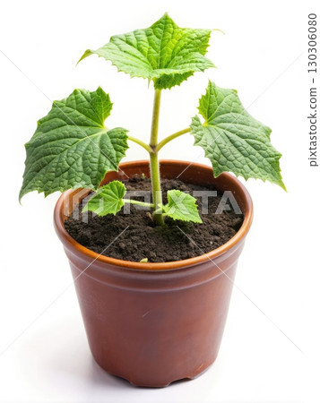 Small Potted Plant With Green Leaves. Generative AI 130306080