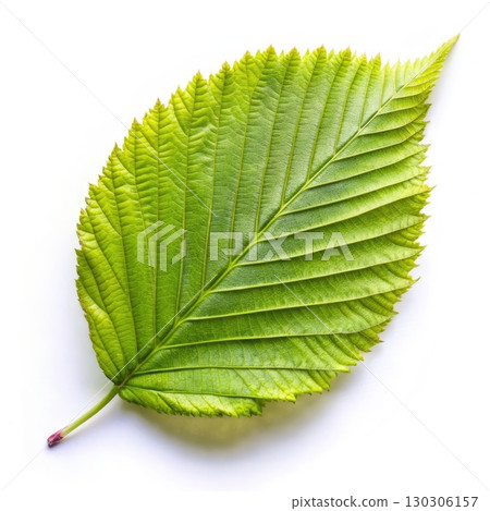 Green Carpinus Leaf on White Background. Generative AI 130306157