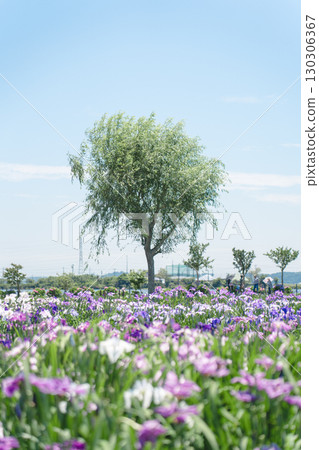 水鄉佐原菖蒲公園的菖蒲田與樹木 130306367