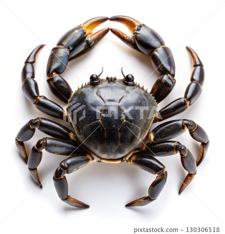 Black Crab on White Background. Generative AI 130306518
