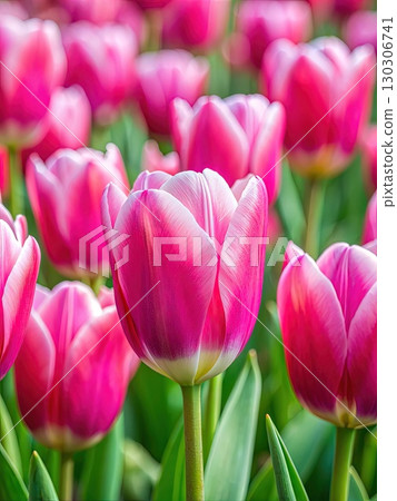 Field of Pink Tulips With Green Leaves. Generative AI Field of Pink Tulips With Green Leaves. Generative AI 130306741