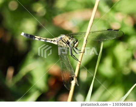 A dragonfly that sticks to the leaves 130306826