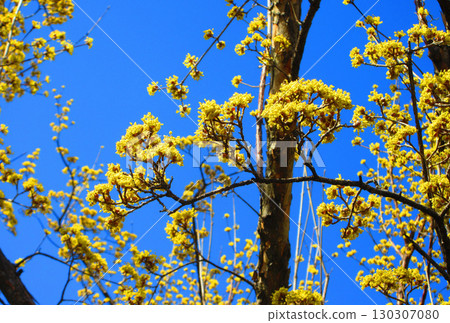 山茱萸和藍天的風景 130307080