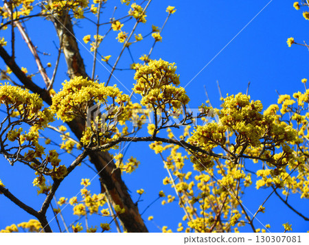 Scenery of Cornus japonica and blue sky 130307081