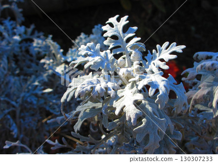 白雛菊的白葉景觀 130307233