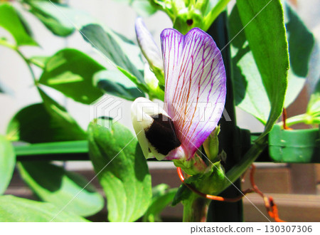 蠶豆花盛開的風景 130307306