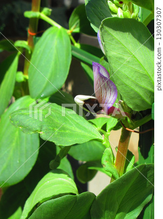 Landscape with broad bean flowers in bloom 130307307