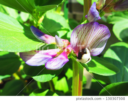 蠶豆花盛開的風景 130307308
