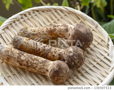Hiroshima's finest matsutake mushrooms with the aroma of autumn 130307313