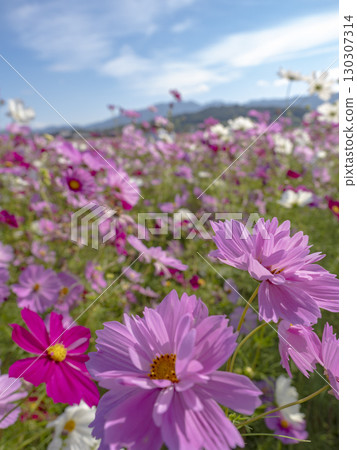 鮮豔的波斯菊田野在藍天映襯下閃閃發光 130307314