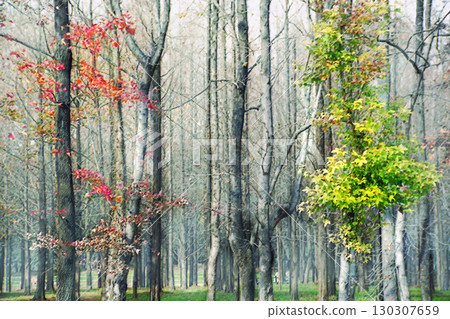 Winter trees at Nagai Botanical Garden [Horizontal composition] 130307659