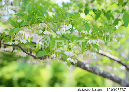 清爽的Egonoki花 130307787