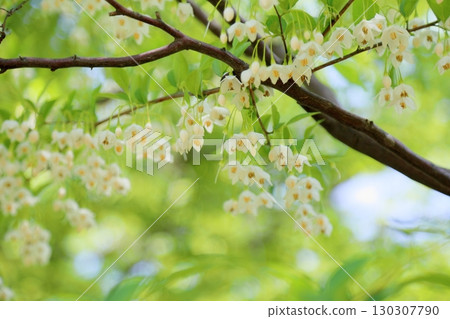 Refreshing Egonoki flowers 130307790