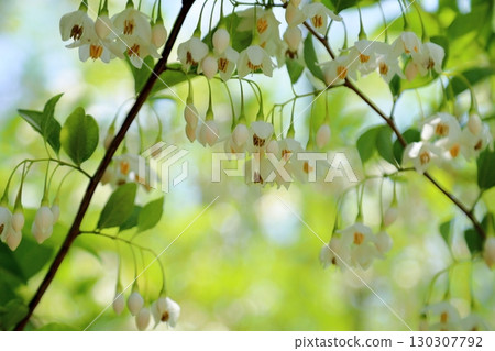 Refreshing Egonoki flowers 130307792