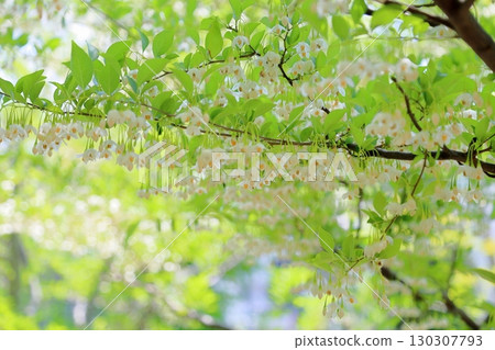 清爽的Egonoki花 130307793