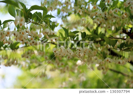 清爽的Egonoki花 130307794