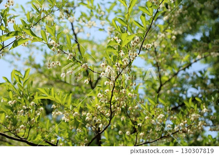 Refreshing Egonoki flowers 130307819