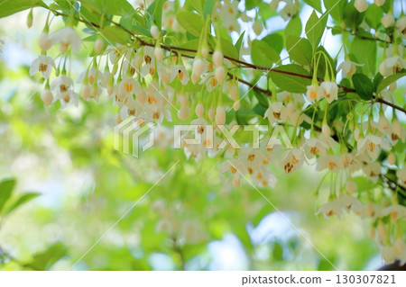 清爽的Egonoki花 130307821