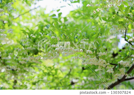 Refreshing Egonoki flowers 130307824