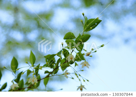 Refreshing Egonoki flowers 130307844