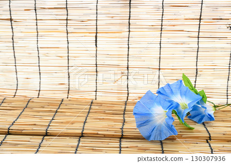 Blind morning glory 130307936