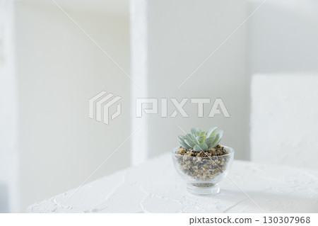 Succulents on a white table 130307968
