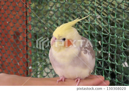 Cute cockatiel 130308020