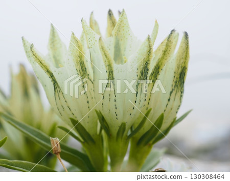 Toyakurindou Miwa seen from the side (20250822100424) 130308464
