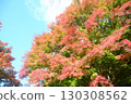 Hakuryuen Garden, Kyoto 130308562