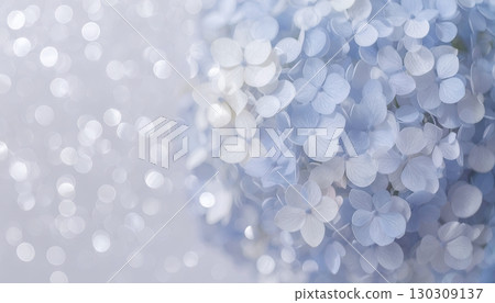 Gracefully blooming pale blue hydrangeas | Rainy season scenery enveloped in gentle light 130309137